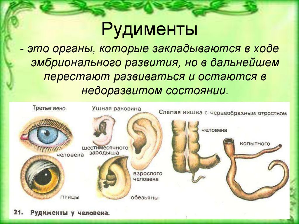 Доказательства эволюции картинки