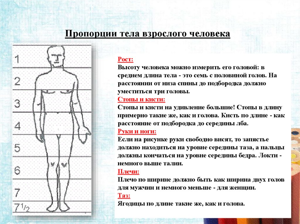 8 частей человека. Пропорции тела. Соотношение частей тела человека. Соотношение пропорций тела человека. Измерение пропорций тела.