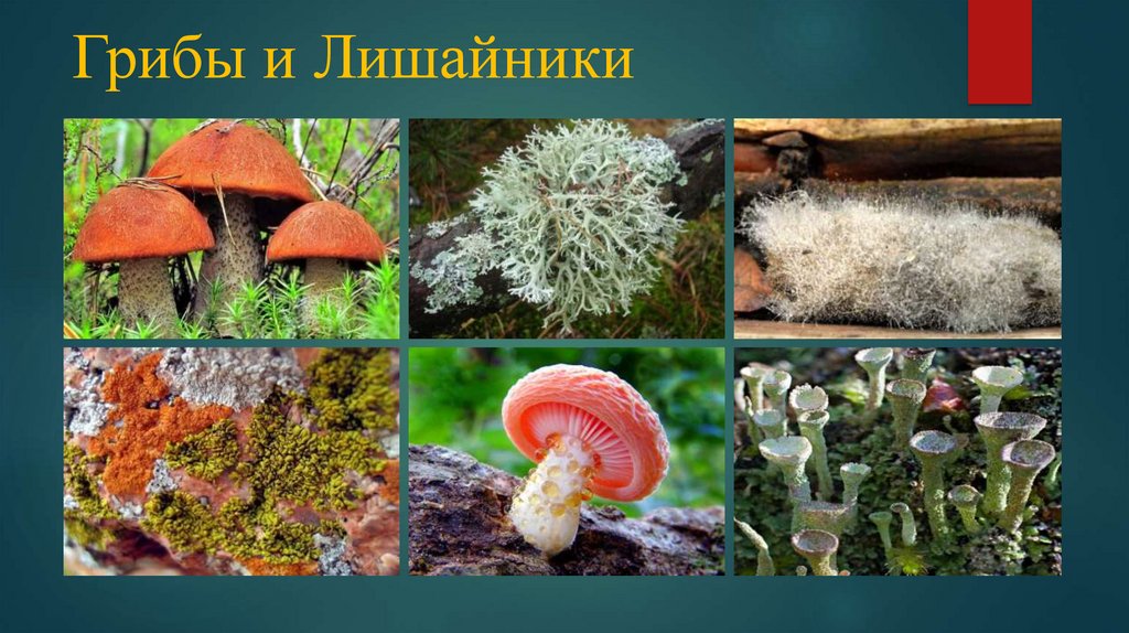 Примеры грибов лишайников