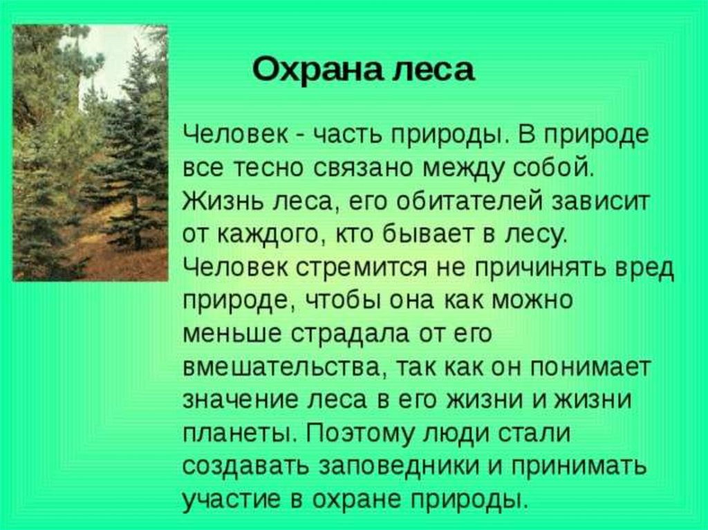 В лесу текст 8 класс русский. Охрана леса. Слайд на тему охрана лесов. Рассказ о лесе. Сообщение на тему охрана леса.