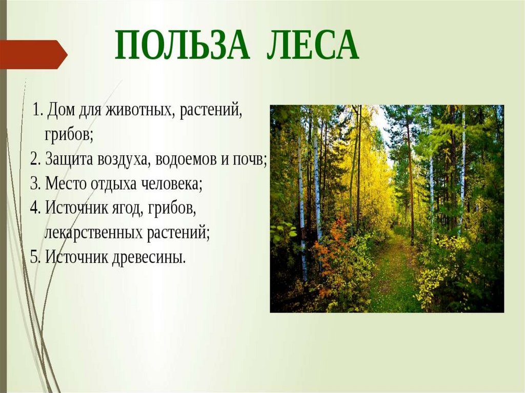 Презентация лес наше богатство для подготовительной группы