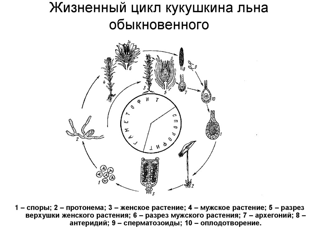 Этапы жизненного цикла кукушкина льна. Жизненный цикл развития мха Кукушкин лен. Кукушкин лен жизненный цикл. Жизненный цикл мха Кукушкин лен схема. Кукушкин лен жизненный цикл схема.