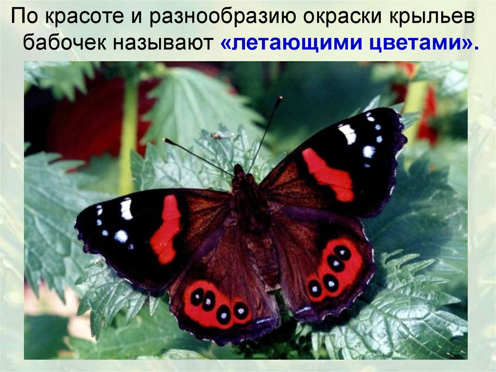 Бабочки картинки окружающий мир. Бабочка Адмирал занесена в красную. Бабочка красный Адмирал. Бабочки занесенные в красную книгу. Бабочки из красной книги.