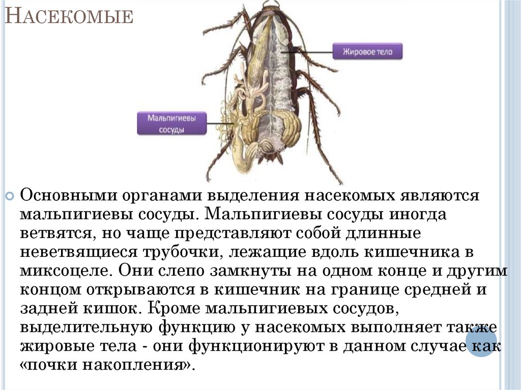 Система насекомых представлена