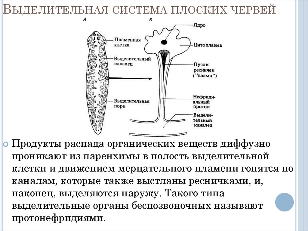 Органы выделительной системы червя. Выделительная система плоских червей. Плоские черви выделительная система. Выделительная система плоских червей 7 класс. Выделительную систему образуют плоских червей.