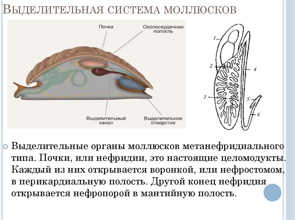Вторичная полость тела моллюска. Выделительная система моллюсков. Выделительная брюхоногих моллюсков. Выделительная система брюхоногих моллюсков. Почки моллюсков.