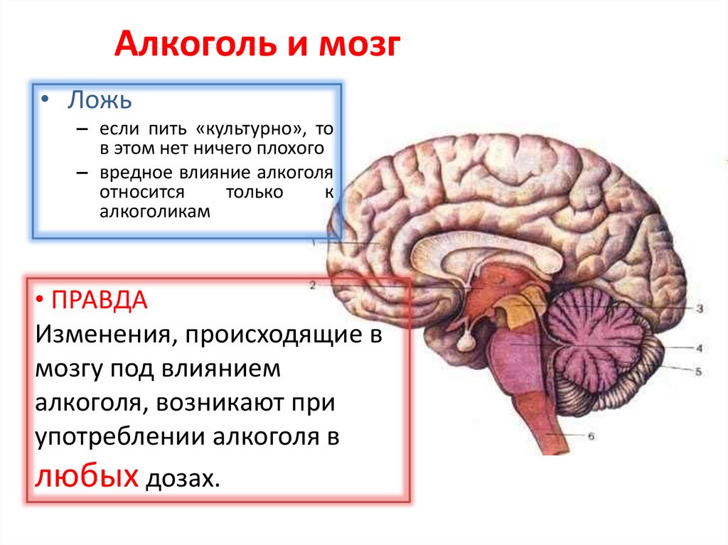Как появился мозг. Алкоголь и мозг человека. Влияние спирта на головной мозг.