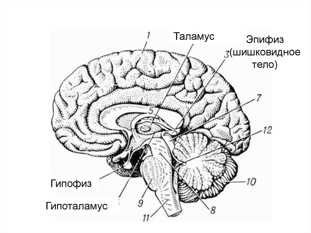 Промежуточный мозг располагается в. Таламус гипоталамус эпиталамус метаталамус. Промежуточный мозг таламус гипоталамус. Таламус гипоталамус эпиталамус функции. Промежуточный мозг строение метаталамус.
