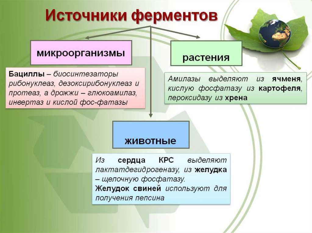 Растительные ферменты. Источники ферментов. Источники получения ферментов. Ферменты животного и растительного происхождения. Ферменты животного происхождения.