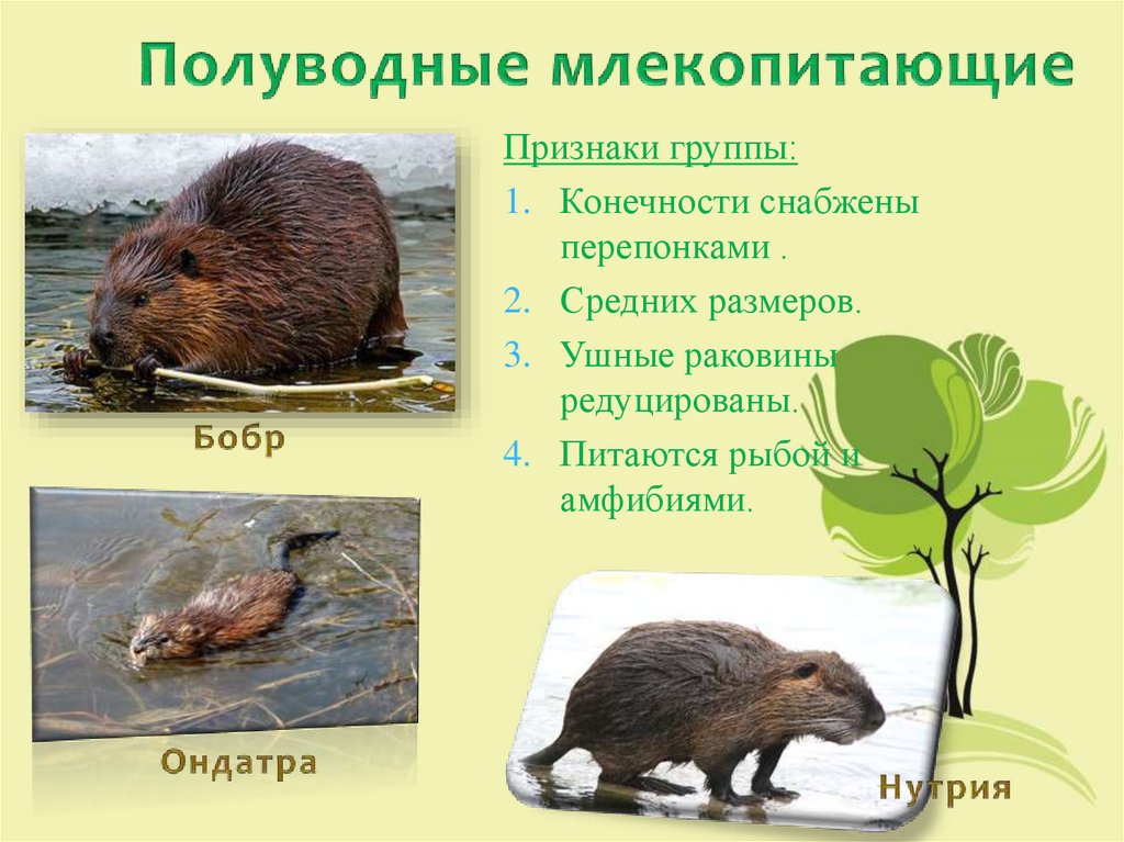 Водные млекопитающие ОГЭ. На полуводный образ жизни бобра указывают. Млекопитающиеводный среды. Млекопитающие по разному переживающие зиму.