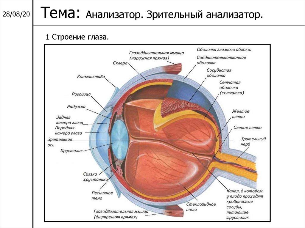 Проводниковым звеном зрительного анализатора является. Зрительный анализатор строение анатомия. Анатомические структуры зрительного анализатора. Строение периферического отдела зрительного анализатора. Схема анализатора зрения.
