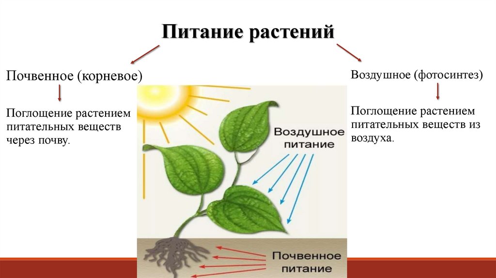 Воздушное питание корня. Воздушное и Корневое питание растений. Воздушное питание растений фотосинтез схема. Биология 6 класс минеральное питание (почвенное ) питание растений. Питание растений минеральное питание фотосинтез.