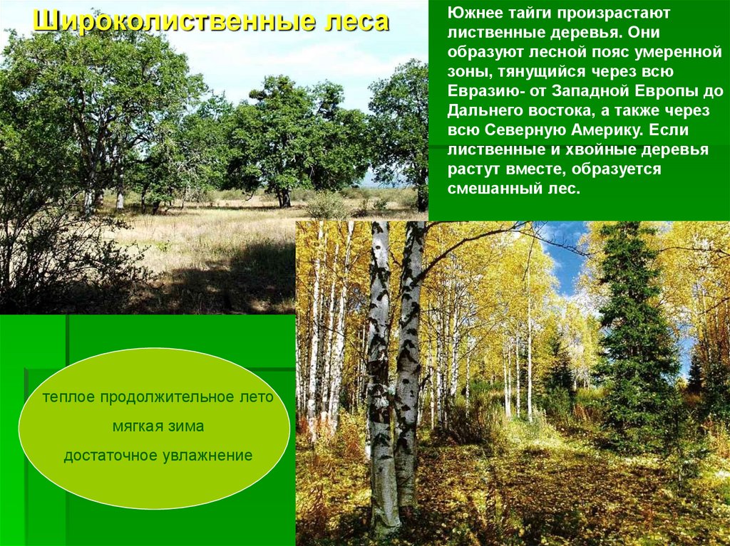 Природная зона смешанные и широколиственные леса таблица