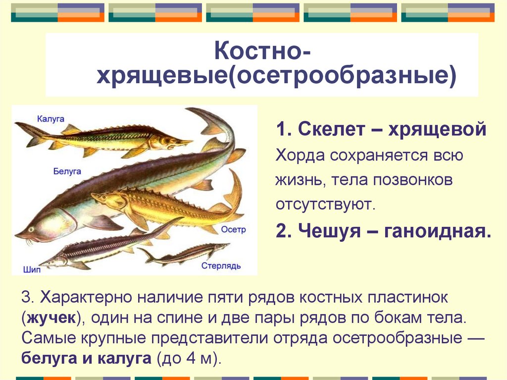 Какое оплодотворение характерно для костных рыб. Костные рыбы Осетрообразные. Отряд Осетрообразные представители. Осетрообразные(костно-хрящевые) представители. Отряд Осетрообразные или костно-хрящевые представители.