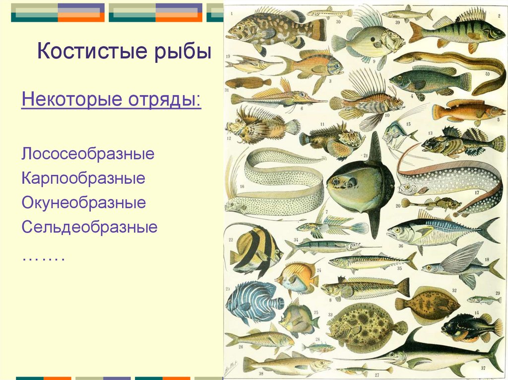 Тип развития щуки. Размножение и развитие рыб. Развитие рыбы картинки. Эволюция рыб схема. Рост и развитие рыб.