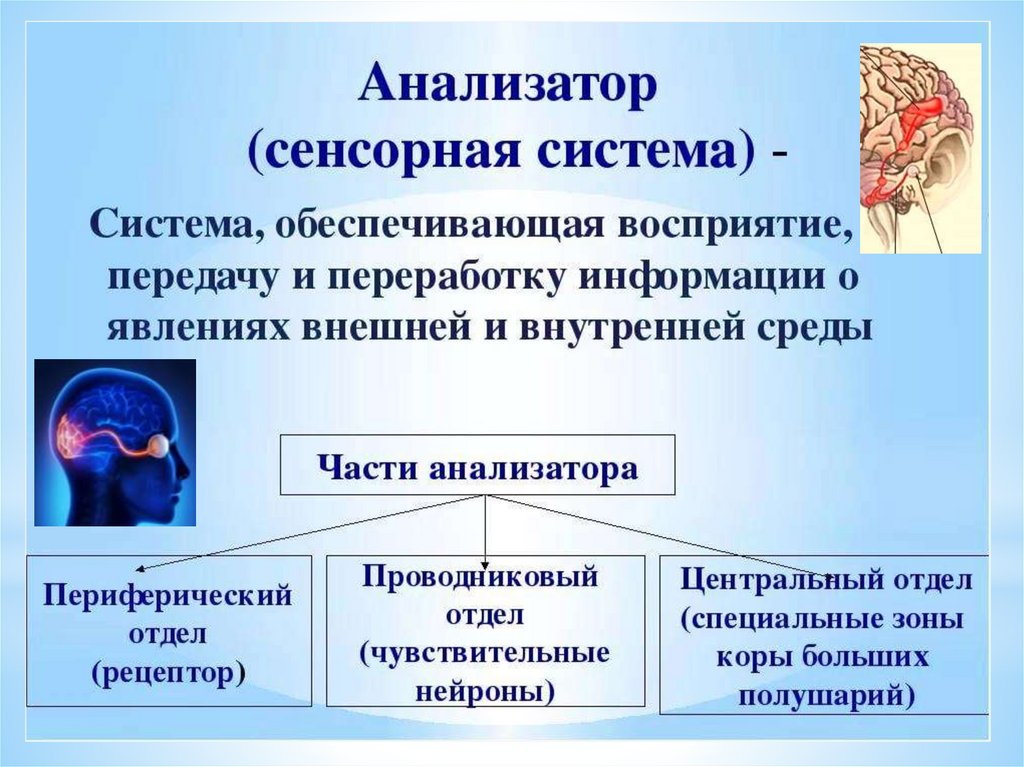 Анализаторы письменной речи. Предпосылки формирования письменной речи. К предпосылками формирования письменной речи не относится:.