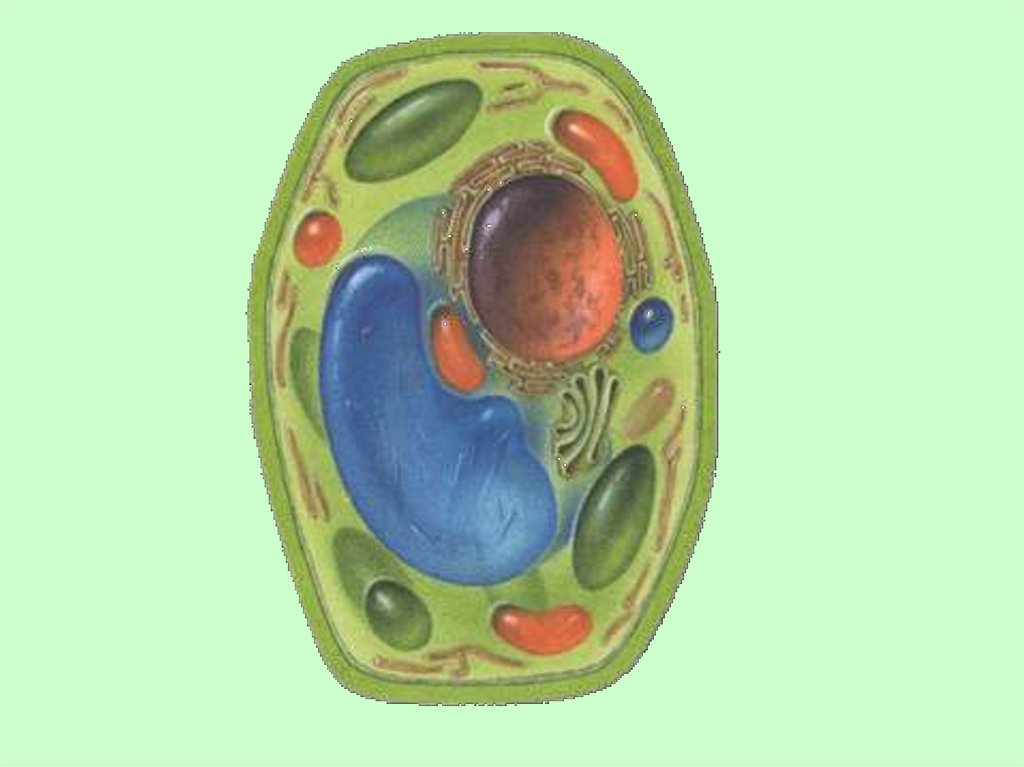 Нарисовать живой организм. Модель клетки растения биология 5 класс. Растительная клетка 5 класс биология. Растительная клетка рисунок биология. Клетка живого организма.