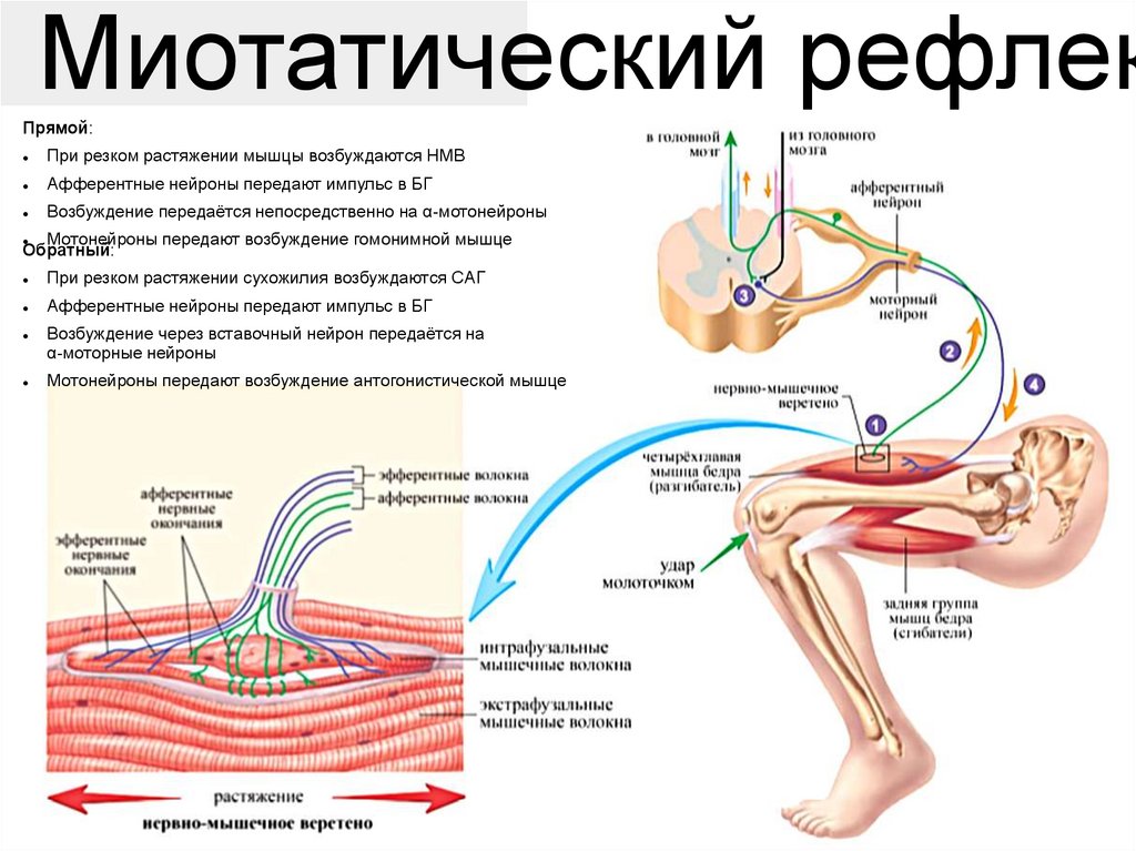 Мышцы лица: антагонисты и синергисты