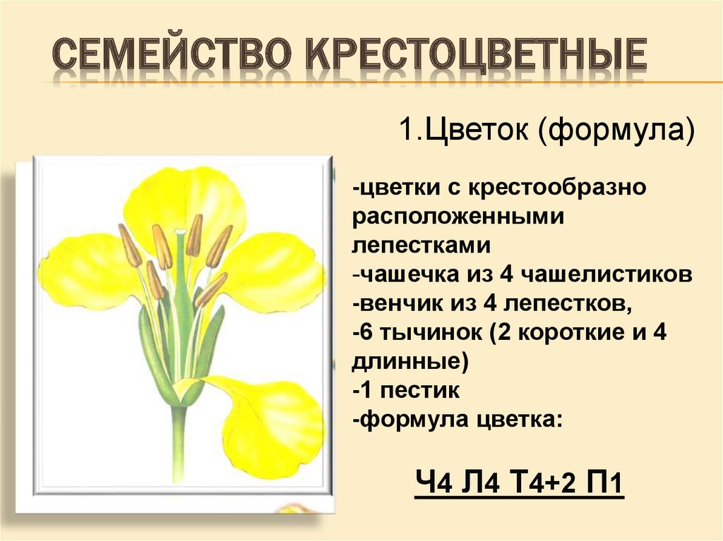 Формула крестоцветных растений. Семейство крестоцветные строение цветка. Семейство капустные формула цветка. Формула цветка растений семейства крестоцветные.