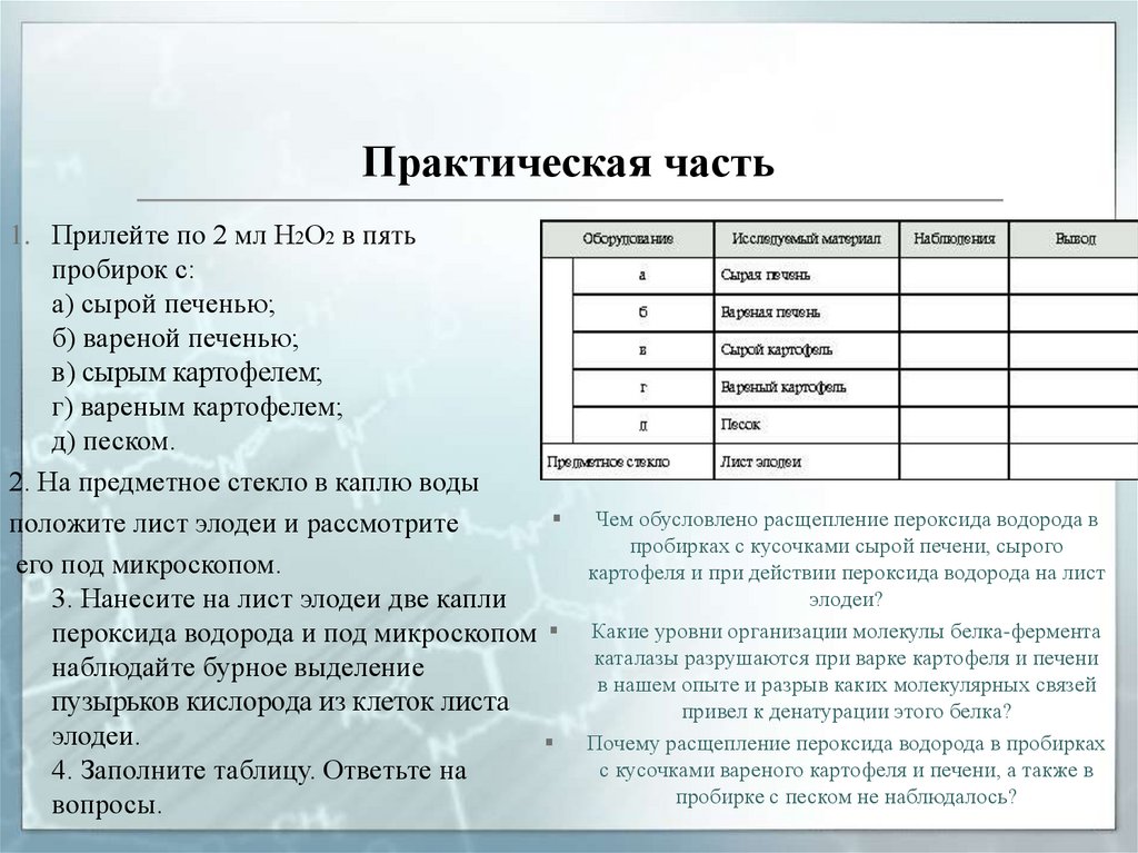 Практическая работа 1 9 класс. Лабораторная работа действие ферментов.. Лабораторная работа ферменты. Расщепление перрксида водорода фермен. Лабораторная работа активность фермента каталазы.