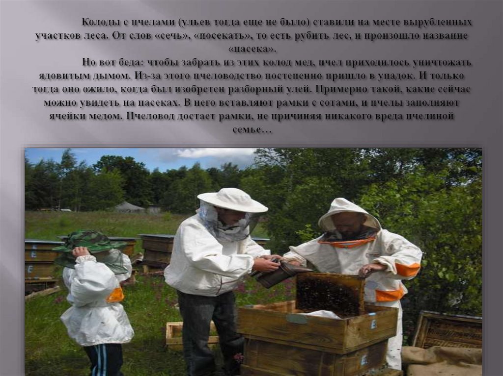 Колоды с пчелами (ульев тогда еще не было) ставили на месте вырубленных участков леса. От слов «сечь», «посекать», то есть