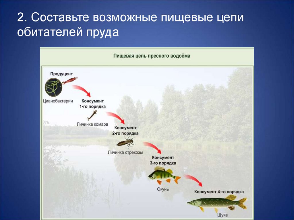 Пищевые цепи искусственной экосистемы. Схема цепей в водоеме. Экосистема аквариума схема. Выберите правильно составленную пищевую цепь 1 фитопланктон.