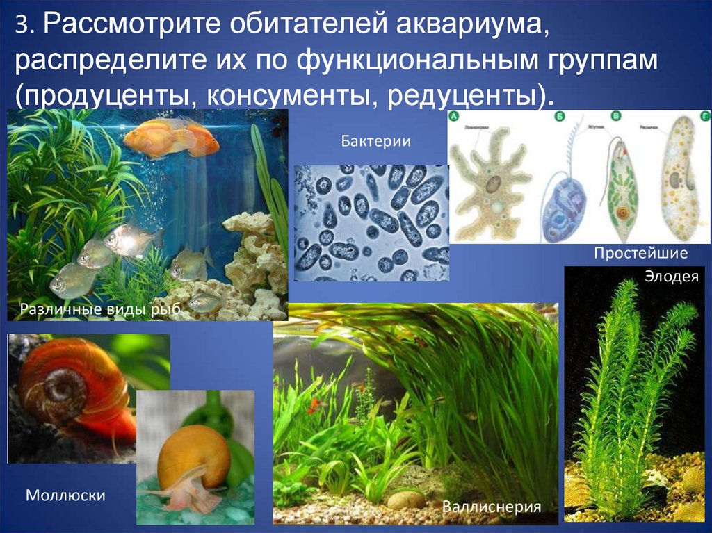 Определите какие организмы живут в аквариуме лабораторная