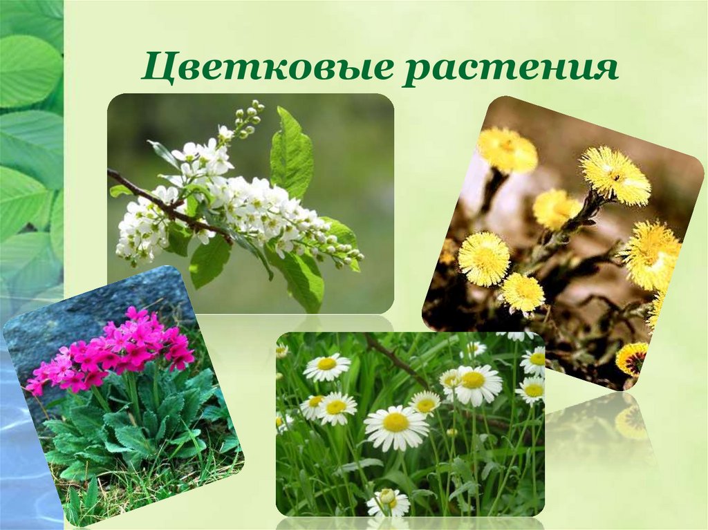Многообразие цветковых. Цветковые растения. Многообразие цветковых растений. Цветковые разнообразие. Разнообразие растений цветковые.