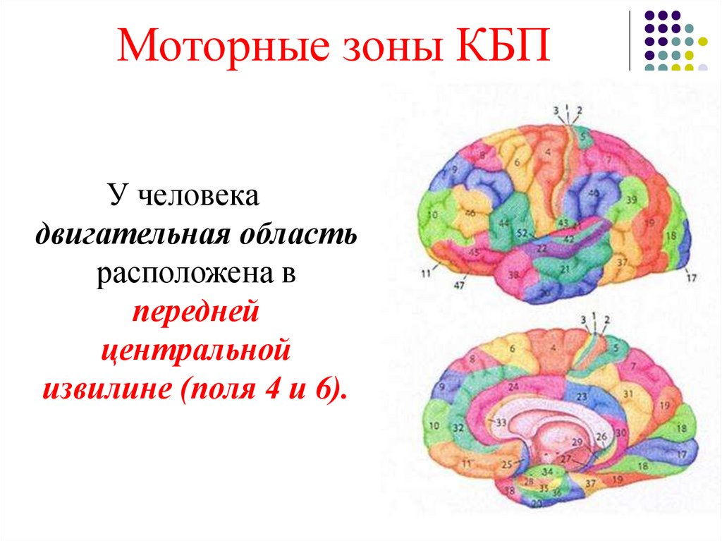 Моторные зоны мозга