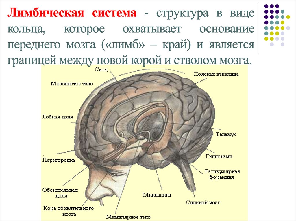 Лимбическая структура мозга. Лимбическая система головного мозга строение. Функции лимбической доли.