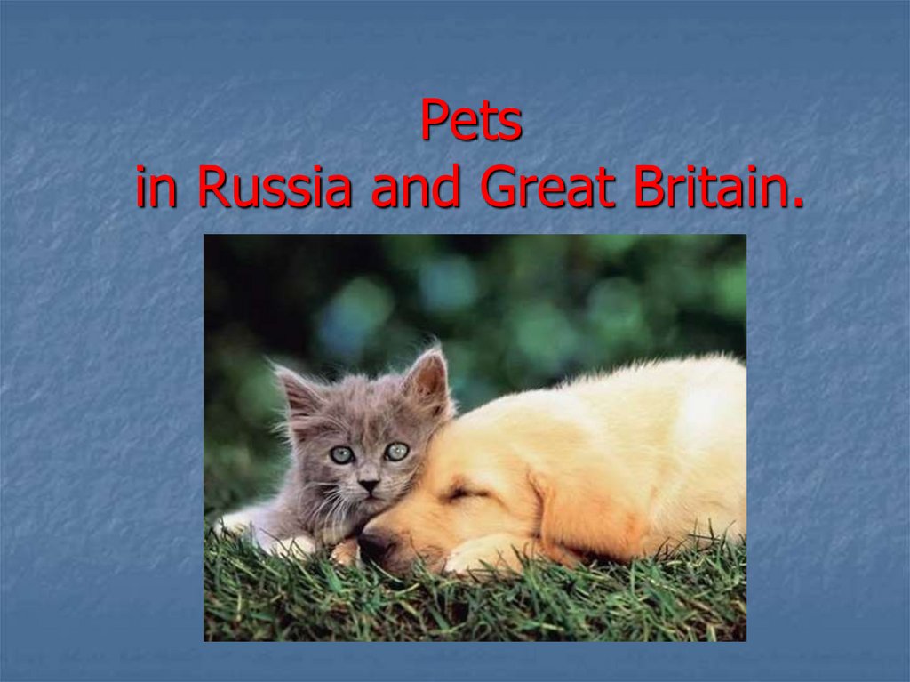 pet travel uk to russia