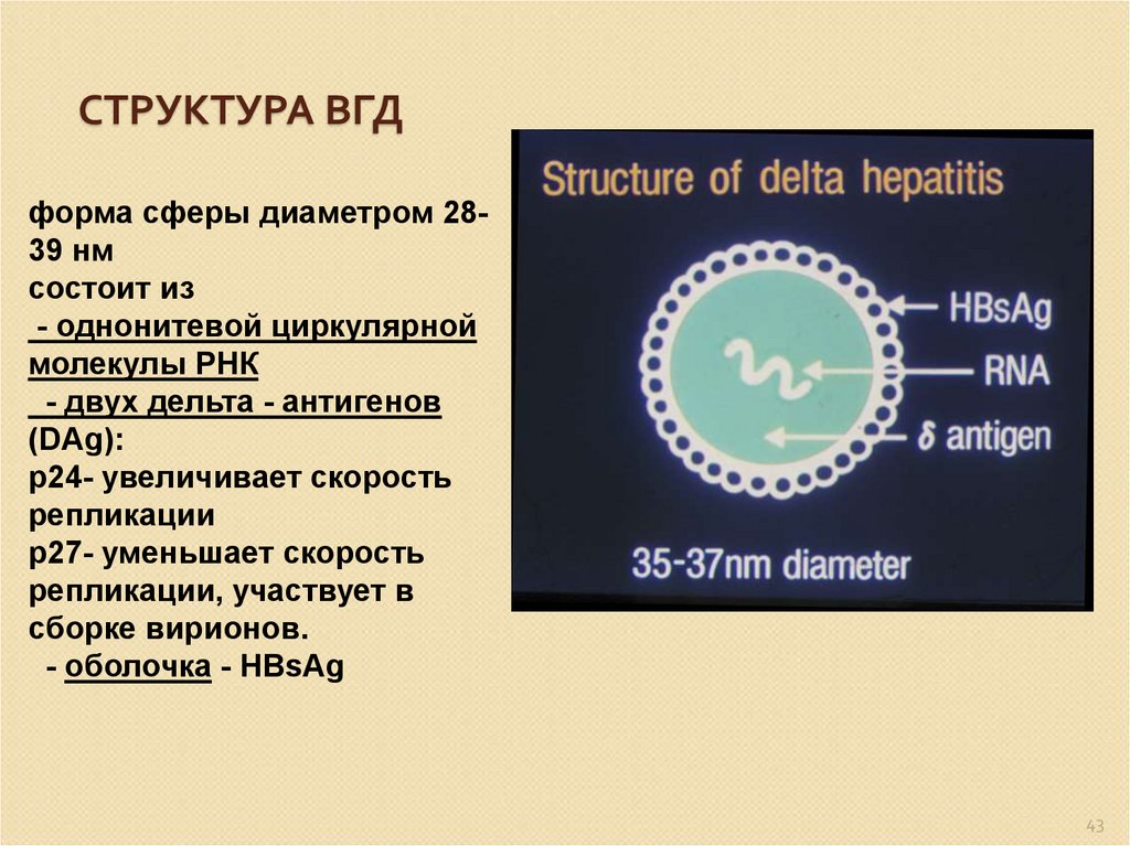 Вгд форум главная