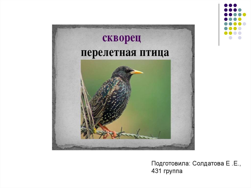 Скворцы перелетные птицы. Скворец Перелетная птица.