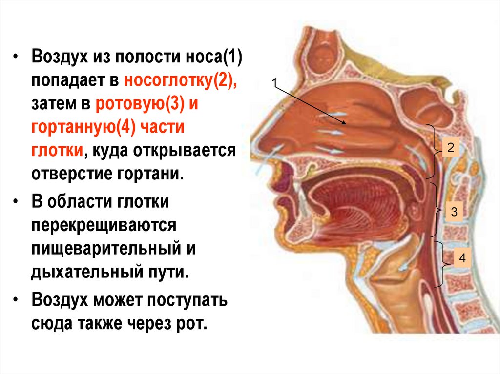 Воздух из гортани попадает в. Из носовой полости воздух попадает в носоглотку. Носовая полость носоглотка гортань. Носовая полость анатомия. Носовая полость схема анатомия.