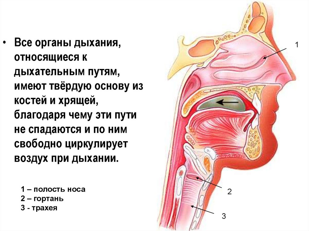Полость носа и гортань. Хрящ дыхательных путей. Анатомия верхних дыхательных путей. Дыхательные пути имеет твёрдую.