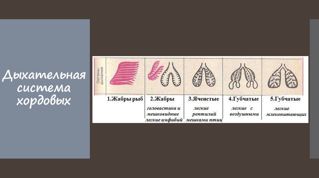 Курсовая работа: Сравнительно-инитомическая характеристика нервной системы животных