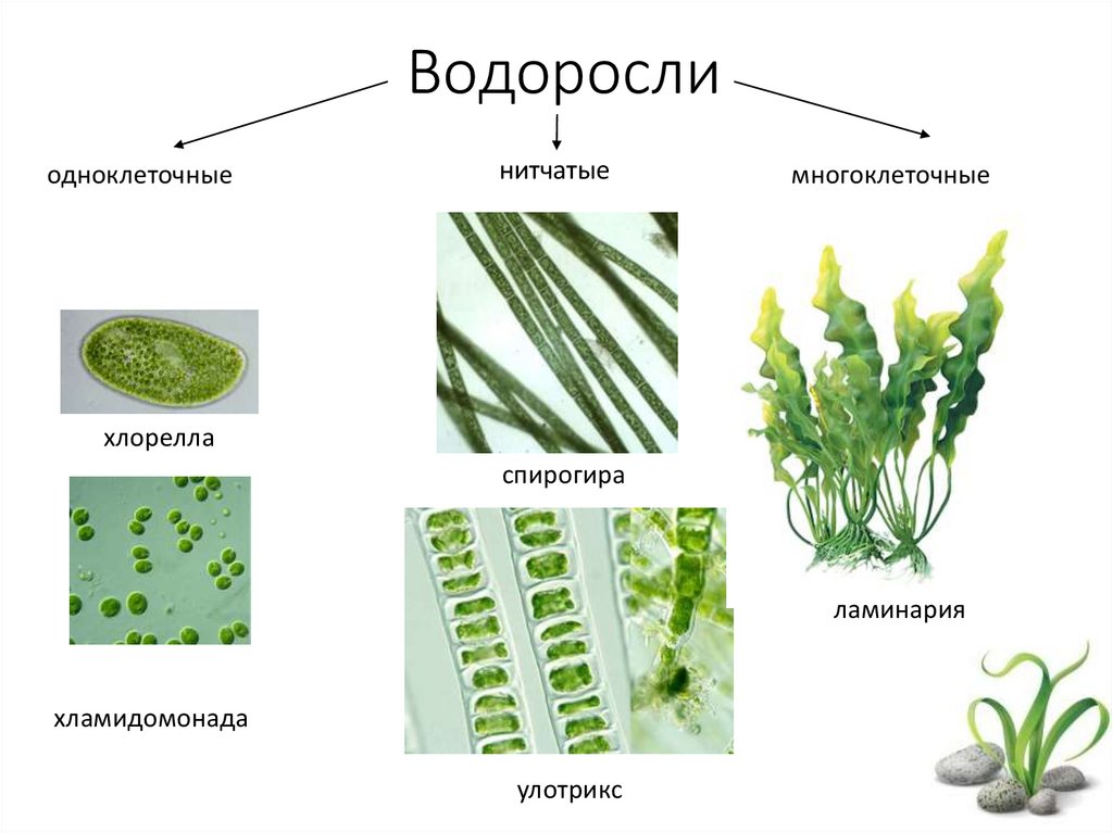 Низшие растения примеры названия. Представители многоклеточных и одноклеточных водорослей. Одноклеточные и многоклеточные хлорелла улотрикс. Название зеленых многоклеточных водорослей. Отдел зеленые водоросли одноклеточные.