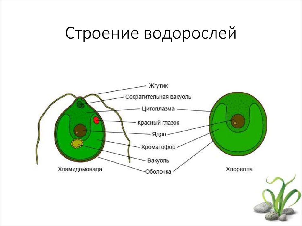 Известно что хламидомонада одноклеточная фотосинтезирующая зеленая водоросль. Строение одноклеточной водоросли хлореллы рисунок. Хлорелла водоросль строение. Схема строения клетки хлореллы. Зеленые водоросли хлореллы строение.