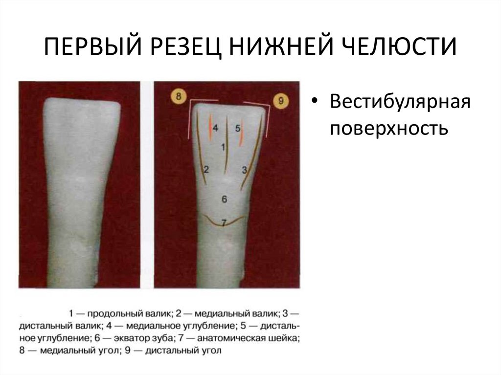 Морфология зубов - online presentation