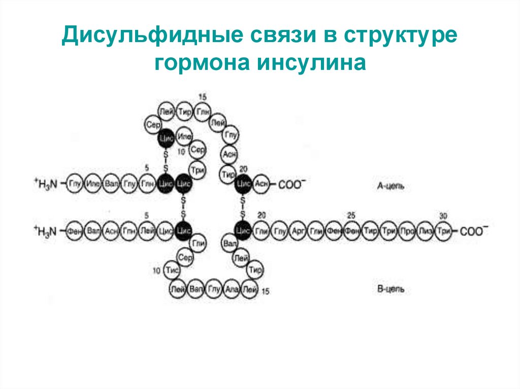 Образование дисульфидных связей в белке. Дисульфидные связи в структуре инсулина. Водородные и дисульфидные связи. Дисульфидные мостики в белках структура. Дисульфидные связи формула.