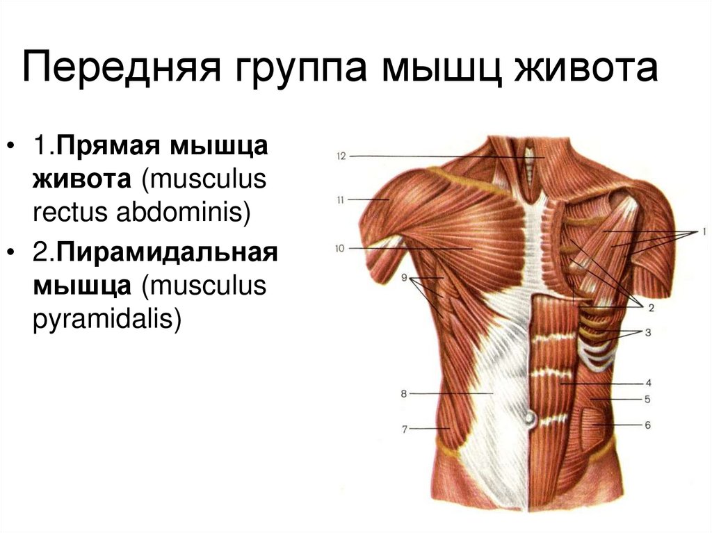 Прямые мышцы живота у мужчин