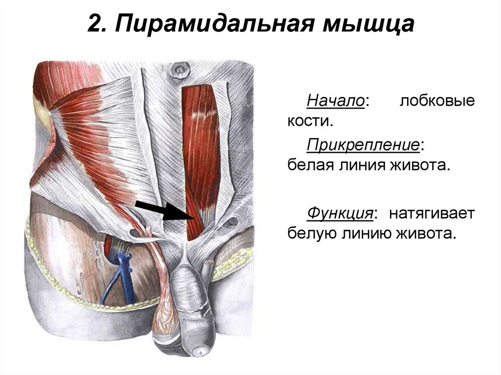 Болит паховая область у мужчин. Пирамидальная мышца живота функции. Пирамидальная мышца m. pyramidalis. Мышца натягивающая белую линию живота. Белая линия живота анатомия функция.