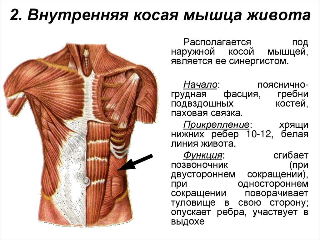Болят мышцы живота причины. Внутренняя косая мышца живота. Наружная мышца живота. Мышцы груди и живота. Косые мышцы живота.