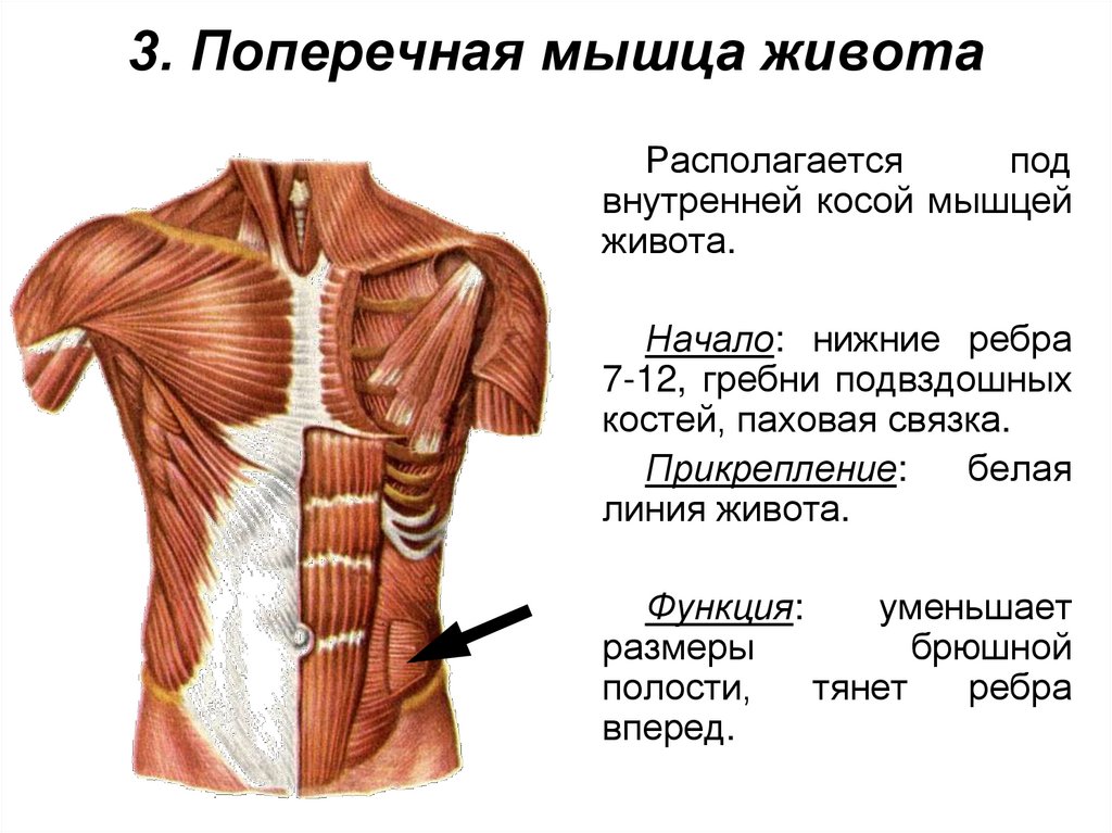 Поперечная мышца живота. Поперечная мышца живота анатомия. Поперечная мышца живота анатомия функции. Прикрепление прямой мышцы живота. Поперечная косая мышца живота анатомия.
