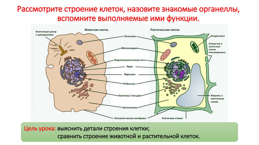 Рассмотрите структуру. Функции органелл животной клетки. Тип клеток строение стенки тела клетки функции клеток.