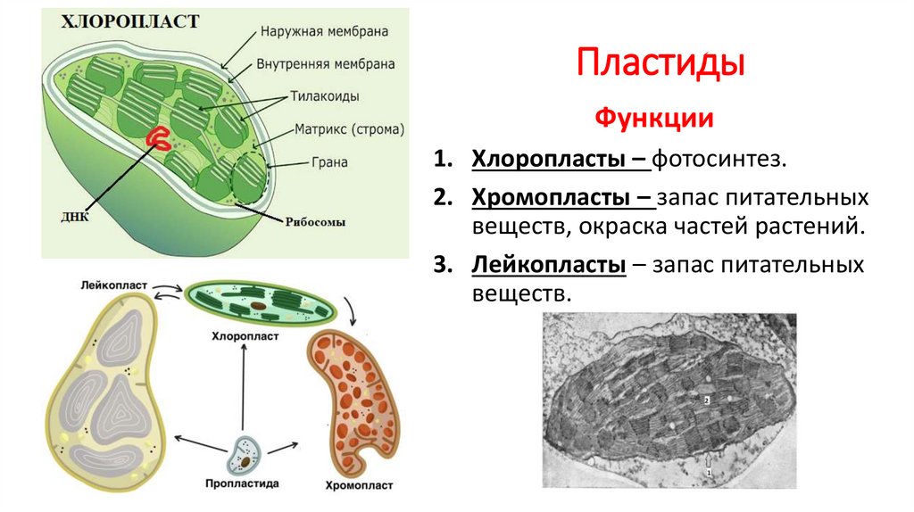 Строение хлоропласта презентация