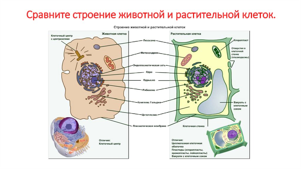 Презентация растительная клетка 5 класс