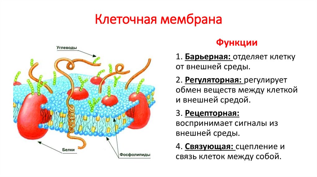 Значение клеточного обмена. Обмен между клеткой и внешней средой. Строение клетки клеточная мембрана. Стабилизаторы клеточных мембран. Клеточная мембрана другие клетки внешняя среда.