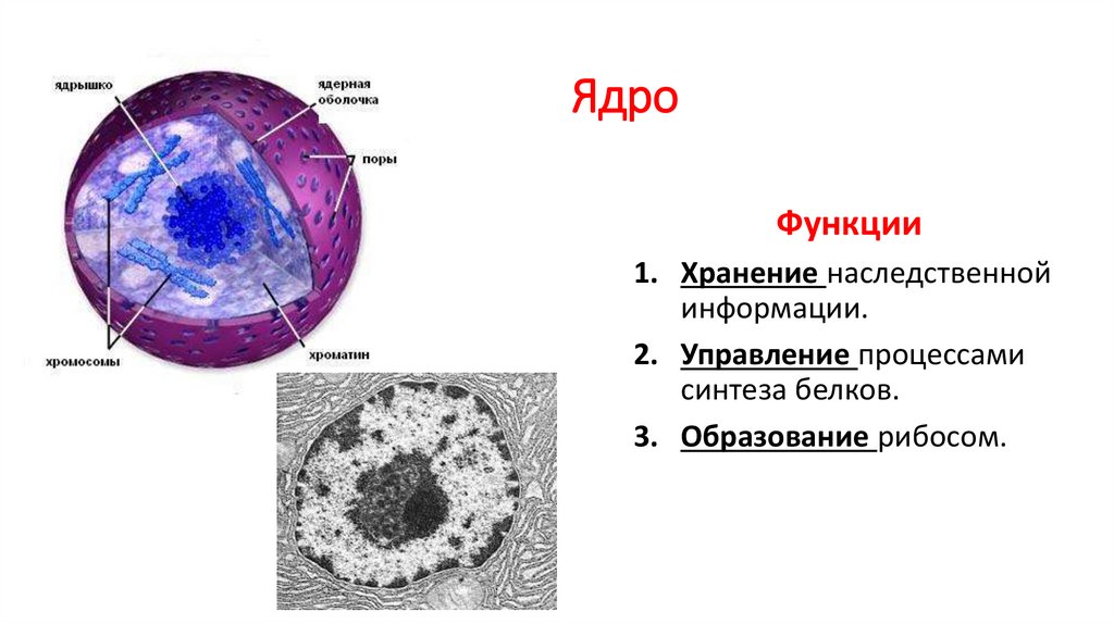 Белки ядра клетки. Ядро хранит наследственную информацию. Ядро клетки 5 класс биология. Гранулы и фибриллы ядра клетки. Клеточное ядро процессы и функции.