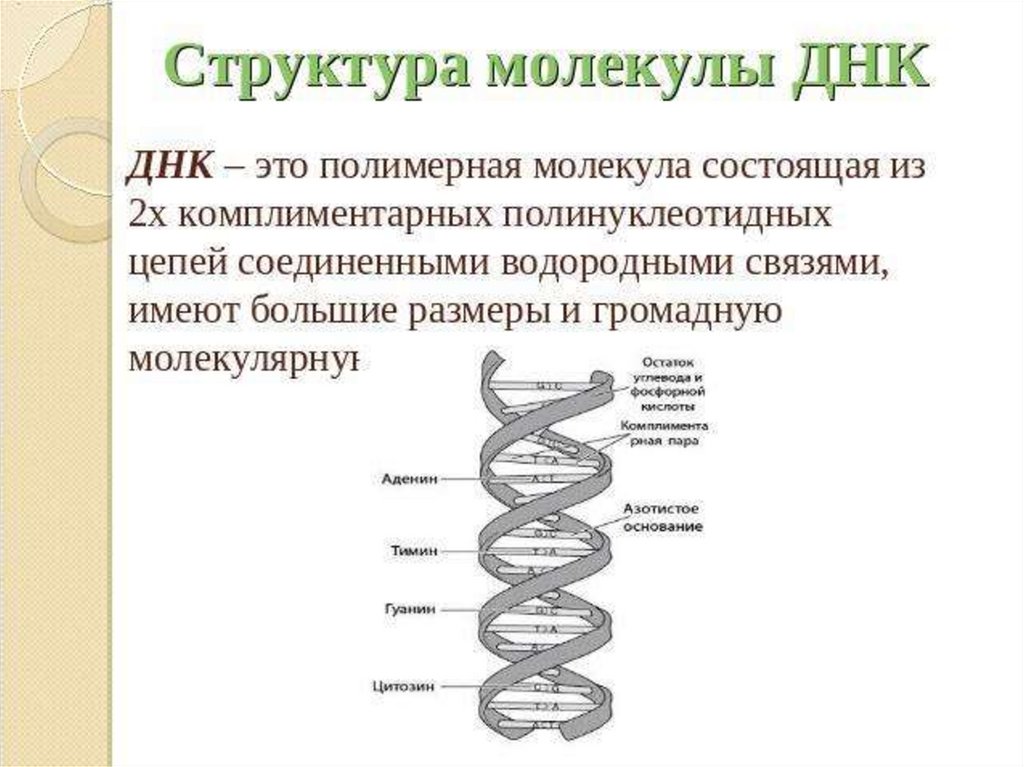 Молекула днк имеет. Какова структура ДНК. Строение молекулы ДНК кратко. Какова структура молекулы ДНК. Каково строение молекулы ДНК.